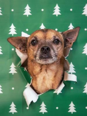 Trying the viral wrapping paper trend with our dogs & cat! #wrappingpaper #christmasphotoshoot 