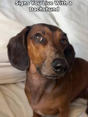 #ad think you might be living with a dachshund…?👀🌭  #everrootpartner #dachshund #ivdd #wienerdogsofinstagram #doghealth