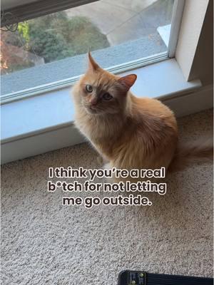 Oh.. I wasn’t expecting that🥲🧡 #orangecat #orangecats #orangecatbehavior #indoorcats #indoorcat #orangecatsoftiktok #orangecatsarethebest #petlovers #catlover #catlovers #catloversclub #orangekitty 