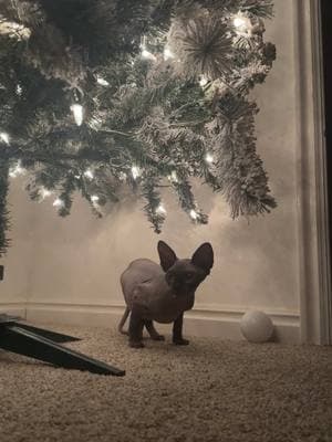 Meet dobby #houseelf #sphynxforchristmas #babysphynx #catsoftiktok #christmastree #iwantanotherone #sphynxoftiktok #catlover #hairlesscat #dobbythehouseelf 