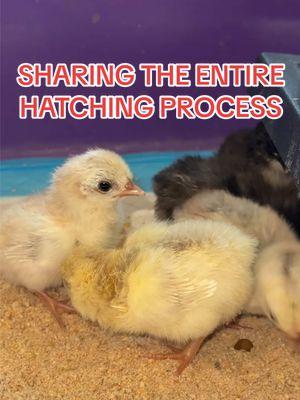 For the last few weeks I have been documenting the entire process of hatching some kikiriki chicks 🐣 I hope you enjoy my documentation of putting in eggs to hatching out some little tiny babies!🤗  #hatchingeggs #hatchingchickens #hatchingchicks #hatching #bantamchicken #kikiriki #babychicks #petchickens #backyardchickens #chickensoftiktok 