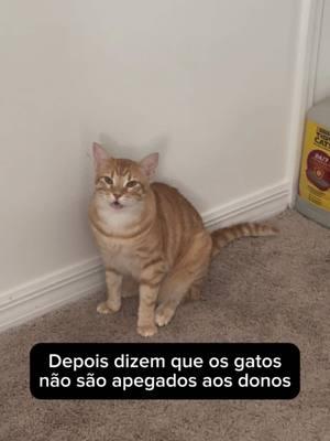 Seu gato também faz isso?  #gato #gatinho #gatolaranja #orangecat #cat 