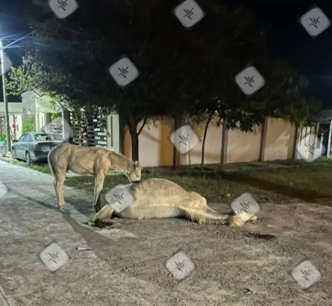 🚨🔴 #Atención | Motociclista ebrio mata a una yegua en Valle Hermoso En un lamentable suceso ocurrido en Valle Hermoso, Tamaulipas, un motociclista presuntamente ebrio disparó y asesinó a una yegua en la calle Revolución, esquina con calle 8. Testigos señalaron que el hombre, identificado como #####, se acercó a los animales, extrajo un arma de fuego y disparó sin razón alguna, dejando a la yegua muerta en el lugar. El hecho ha causado indignación entre los vecinos, quienes mencionaron que los caballos se encontraban sueltos buscando comida. Sin embargo, el propietario de los animales es desconocido. A pesar de lo sucedido el miércoles, las autoridades no han retirado el cadáver, mientras que un potrillo permanece al lado de su madre fallecida, sin dejar de llorar.  #JusticiaAnimal  #ValleHermoso  #ProtecciónAnimal #Indignación #BastaDeViolencia  #CuidadoAnimal  #Empatía #NoALaCrueldad #DerechosAnimales #AmorPorLosAnimales #tamaulipas  #trizte  #viralvideo 