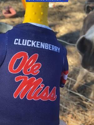 Thanks so much Shauna and Bob for the Ole Miss chicken!! He loves it!! Merry Christmas to y’all!! #olemiss #donkeys #happy #joy #pets #PetsOfTikTok #pettricks #animalsfunny #donkey #squeakytoy #rubberchicken 