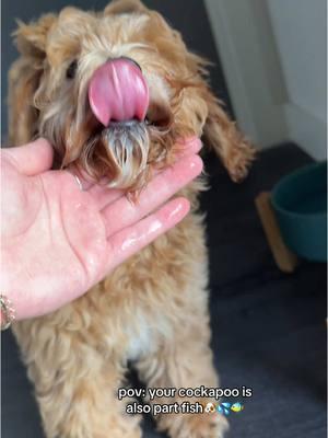 Can someone explain to me why Theo loves to splash the water from his water bowl around🤣#funnypuppy #funnypuppies #funnypuppyvideos #cockapoo #cockapoopuppy #waterlover #cockapoooftiktok 