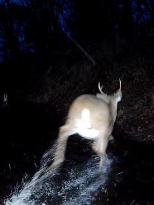 She lights up his life...and 3 cameras #whitetaileddeer #trailcamvideo #splashing #trailcam #bolycamera #deerrut