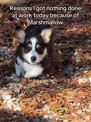 Yall is it Christmas break yet? I’m done 😆 #morningswithmomo #corgisoftiktok #pembrokewelshcorgi #welshcorgi #welshcorgipembroke #corgipuppy #marshmallow 