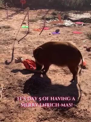 🎶On the fifth day of Enrich-mas our river hogs both got…🎶 A piggie candy cane forest with lots of their favorite snacks to forage for! #okczoo #enrichment #redriverhogs #piggies #holidays 