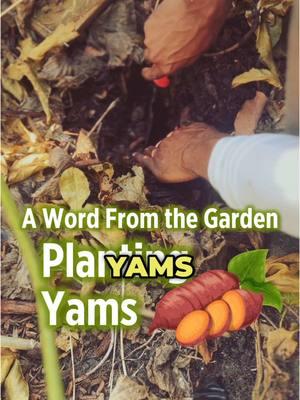 Here’s a word from the garden 🌱: Planting yams teaches us about patience and preparation. Before you plant, you prepare the soil—adding leaves, compost, and creating space for the roots to grow deep. It takes time for yams to germinate and grow underground, but with patience, they will produce a bountiful harvest. This reminds us that growth in life, just like in the garden, requires preparation. You can’t just plant without preparing the soil. Some blessings take time to grow beneath the surface, but when the time is right, the fruit will come, and it will be worth the wait. Father God, may this lesson of patience and preparation bear fruit in our lives as we trust You with the process. Comment “I’m preparing for the harvest” if you’re ready to put in the work and trust God for the growth! #AWordFromTheGarden #PatienceAndPreparation #GrowthTakesTime #YamPlanting #FaithInAction #HolisticLifestyle #RiseAndPrime #SowAndReap #LessonsFromTheGarden