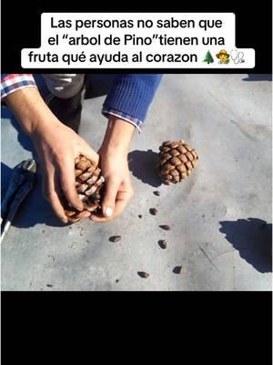 Algunos de los beneficios del Piñon Contienen ácidos grasos esenciales como el Omega 3,6 y  ayudan a la salud del corazon 👨‍🌾creditos a Roberto Steger Merino que documento los #pinos #pino #arbol #frutas #rancho #farmer #working #fyp #beneficios #foryoupage 