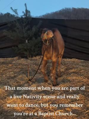 I know this camel really wanted to show us how to dance. #christmas #baptist #nativity #camel 