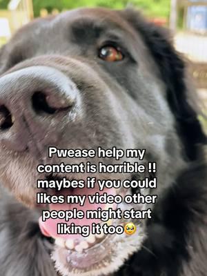 Yous #help #helpme #horrible #content #fy #sweetdog #doglover #goviral #govirl4me #blackdog #Love #me #share #thankyou #thanks #cutedoggy #beggingyou #fyp#Navidad #Christmas 