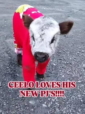 Ceelo's ready for a sleep over! He Loves wearing his new PJ'S! And he looks so stylish in them, a new clothing model is born! Come and see for yourself, schedule a tour today! Text or call 914-262-4737 to schedule a tour.  Tours are by reservation only! See "What Life's like on The Other Side of the Fence". Visit us at www.elkravinefarm.com #farmtour #cowcuddling #fluffycows #highpark #savesoil #trending #grinch #cows #cutebaby #daytrip 