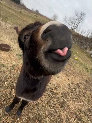 Henry was full of it this afternoon! #fyp #henry #boggsfunnyfarm #donkeyoftiktok #fypシ #donkey #treats #cookie 