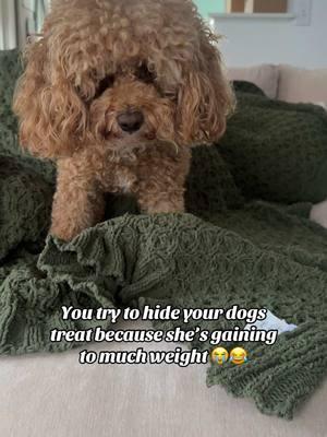 Sorry not sorry 😂😂 . . . #cockapoo #cockapoopuppy #cockapoosofinstagram #cockapoopuppies #f1cockapoo #f1bcockapoo #cockapooclub #cockapoopup #goldendoodles #goldendoodle #minigoldendoodle #dogsofcharlotte #doodlesofnc  #charlottenc #cockapoolovely #doodlesofatlanta #cockapoopuppiesofinstagram #cockapoopuppylove #cockapoopuppieso#dogsofcharlotte #greensboro #Atlanta #minipoodle #minipoodlepuppy #minipoodlepuppies #minipoodlesoftiktok #poodle #toypoodle I#toypoodlesoftiktok #toypoodlepuppy #minipoodles #minipoodlemix 