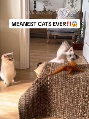 Cats Are EVIL ‼️😭 #badcat #orangecat #skippitypaps #catslap #meancat #catfromhell #badkitty 