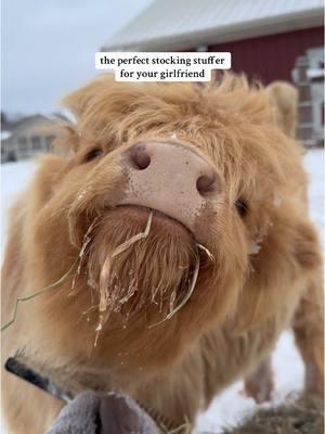 she is the perfect fit #foryourpage #viraltiktok #fypage #christmas #giftideas #animalsoftiktok #PetsOfTikTok #highlandcow #cowsoftiktok #animallover #cutenessoverloaded #girlfriend #adorableanimals 