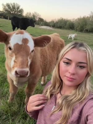 All I need is my cows #fyp #showcattle #influencer #keepinitcountry #tubby #laineyjane #cattle #westernfashion #christmas #viralvideo 