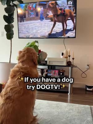 Entertainment designed just for dogs! 🐾🐶  Whether it's soothing sounds, engaging visuals, or tail-wagging fun, DOGTV is here to keep your pup happy and relaxed while you're away. 📺✨  #DOGTV #enrichmentfordogs #doganxiety #dogmom #dogparents