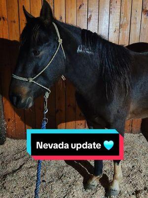 Nevada update 🩵 #foals #farm #farmlife #horses #foalsoftiktok #horsetraining #horsesoftiktok #mustang 