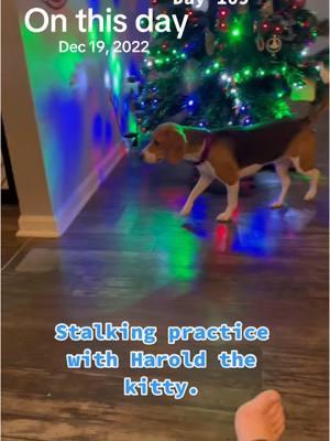 I LOVE when this one comes up. She learned this from Harold the kitty and is very good at it!! #onthisday #dogstalking #Flashback #envigosurvivor #envigobeagles #envigorescue #envigo #beagles #beaglesoftiktok #dogsoftiktok #beaglelover #beagleslover #envigo4000 #freethebeagles #4000beagles #sillypets #funnypets #sillycat #funnycat #sillydog #funnydog #tabby #tabbycat #tabbycatsoftiktok #tabbycats #tabbysoftiktok #catsoftiktok