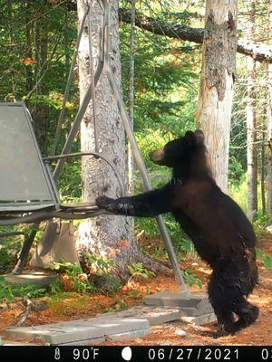 🐻🐻🐻bears bears and more bears! clips sourced from trailcampro, voyageur wolf project, trail cam guy, hartz homestead, katie hawley, maine wildlife trail videos, coyotesnipe #bears #blackbears #bearcub #trailcam #alexg #babyanimals #silly #fyp #foryou #animals #indiemusic #fernsnfawns 