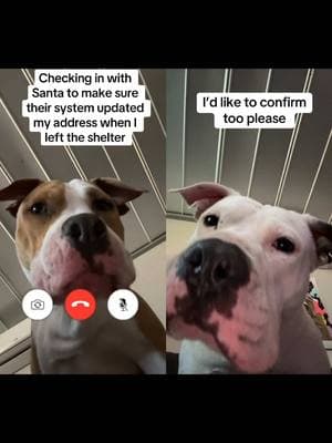 #duet with @Dianne Scott #DogsOfTikTok an elf named Cheryl comfirmed 🙌🏻✨🎄 #dogsoftiktok #dogtok #cutedogs #funnydogs #fosterfail #adoptashelterpet #fosteringsaveslives #pitmix #staffy #dogmom #pitbulllove #dogmomsoftiktok 