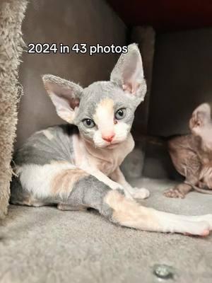 #CapCut #2024 #sphynxmom #sphynxcat #babysphynxcats #sphynxoftiktok #cats #hairlesscat 