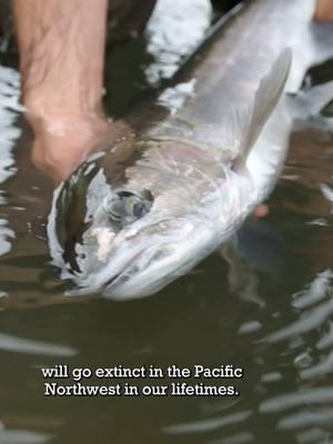 The salmon are NOT going extinct. #salmon #snakeriver #dam #cleanenergy #freethesnake