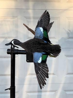 Another nice Bluewing finished up! 🦆 #taxidermy #artist #fypシ゚viral #foryoupage #waterfowl #taxidermist #bluewingteal 