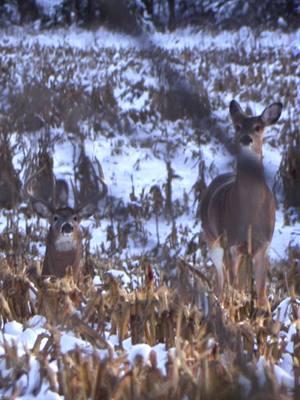 How long did it take you to see him? #hunting #deerhunting #bowhunting #deerhunter #bowhunter #deerseason #bowseason #whitetaildeer #whatgetsyououtdoors #realtree #antlers #archery #deer 