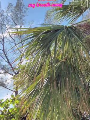 Beach days are the best days! 🌴❤️🎄 This is why I love it here! #sunshinestate #florida #takemybreathaway #palmtrees #relax #tan #holidays #gulfcoast #annamariaisland #joy #happyplace #zen #travel #wanderlust #tistheseason #toesinthesand #beach #beachvibes #tistheseason #december #floridalife #tropical #seagulls #waves #Love #saltlife 