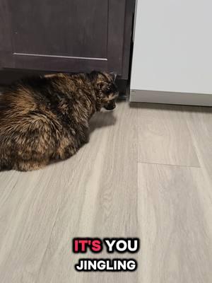 she is so *special* and so *loved* 🤣🥰😍 #mafia_misfit #kittycat #kitty #tortiesoftiktok #tortie 