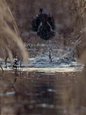 Wood duck liftoff #fypシ #fyp #ducks #waterfowl #duckseason #woodducks #wildlifephotography #Outdoors #arkansas #wallmedia 