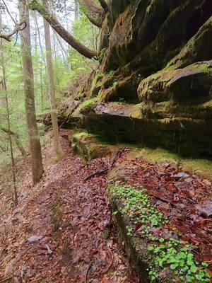 Hiking Quillen Creek in the Sipsey Wilderness with the famous @Benji Deason! 👍😎 #goodtimes #goodfriends #alabama #LifeIsGood #freedom #explore #adventure #nature #waterfall #chasingwaterfalls #sipseywilderness #bankheadnationalforest #hike 