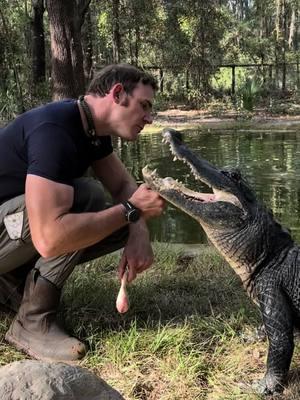 Working with Bella and showing her tongue! Yes gators DO have tongues, as do crocs, it’s a common myth that they don’t have tongues! The tongue is attached the entire way through, so they can’t stick it out, but it is still very muscular and functional in maneuvering things in their mouths.  ~~~Our rescue gators are wild caught nuisance gators that would’ve otherwise been destroyed. The state of Florida destroys 8,000 “nuisance” gators annually, but we don’t have a nuisance gators problem but rather a nuisance HUMAN problem. 1k people a day move to FL, unsustainably developing the land, and a lot of ignorant people making a nuisance out of themselves. NEVER feed a wild gator, never have kids or pets near the water, and never swim in gator habitat! And of course, never attempt anything you see in my videos! If you would like to donate to the care of the sanctuary animals, we greatly appreciate any support!! You can make a tax deductible donations directly through our website bellowingacres.org  @bellowingacres  #animaleducation  #Rescue #AnimalRescue #AnimalSanctuary #ExoticAnimals #Animals #Animals #CuteAnimals #educational     #Gator #Alligator #crocodile #nilecroc #nilecrocodile   #reptile #scicomm #rescuegator  G