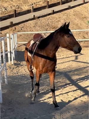 Missing my girl like crazy. I haven’t been able to see her since our accident and I’m counting down the days until my doctor lets me see her. #Blessed #ottb #ottblove #ottbsoftiktok #ottbmare #ottbfilly #filly #mare #thoroughbred #andarna #thoroughbredsoftiktok #retiredracehorse #retired #secondhonor #groundwork #horsegirl #horses #horsemama #ranchlife 