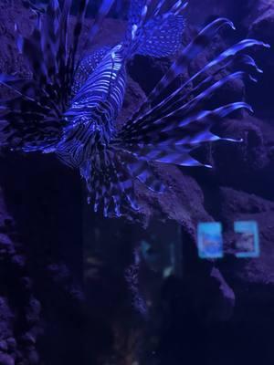 #aquarium #lionfish #mynamejeff #funny 