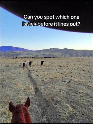 I hate blastin them all like that but my sneak wasn't workin😆 Doctoring sick calves❤️‍🩹 #cowboytiktok #cowgirltiktok #cowgirls #cowboys #cows #doctoringcalves #westernlifestyle #ropetok #pastureropin