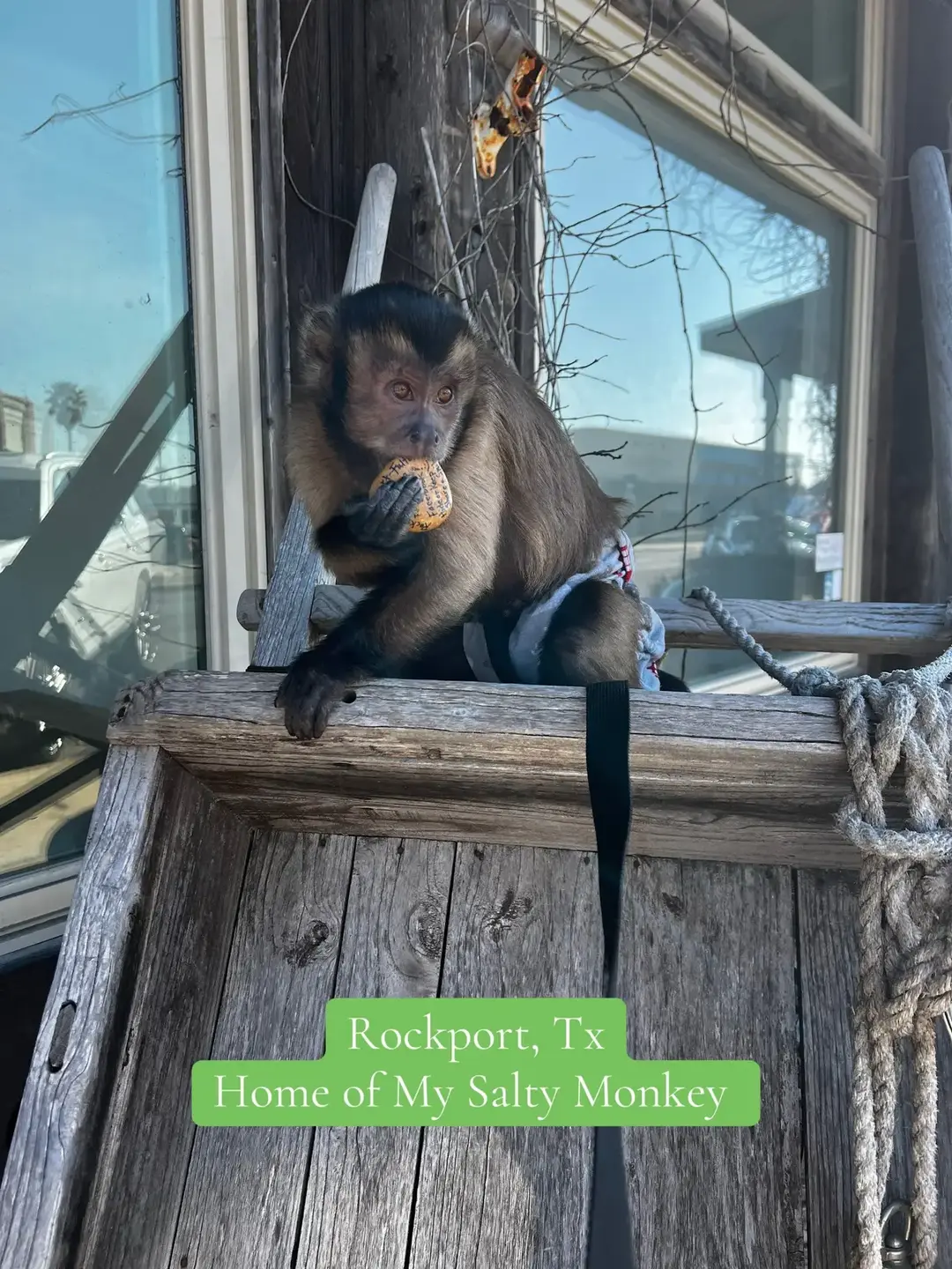 #fyppppppppppppppppppppppp #fypシ゚viral #fypシ #fy #mysaltymonkey #rockport #realtor #saltlife #goodtimes 