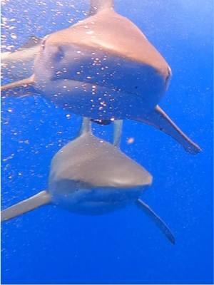 Always a good day on the water 🐋🌸🦈 #shark #whale #humpback #ocean #oceanconservation #sharkdive #sharkbait #sharks #sharkattack #oceanvibes #beachvibes 