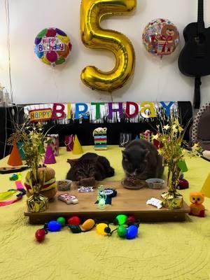 5 años del rescate de Tommy 🥳😻 Video grabado el 19 de Dic 2024. #happybirthday #cumpleaños  #happycat  #happyday #stomatitis #rescuecat #rescue #vet #sos #help #pain #asthma #helpme catsofig #catsofworld #catslovers #catsrule #seniorcats #seniorcatsrule #seniorcatsofig #renalinsufficiency #asthma #asthmafeline #sick #sickcat #fiv #fivpositive #fivpositivecat #adoptdontshop🐾❤️ #kittycat #cats #catsoftiktok #catslovers #catsvideo #pet #PetsOfTikTok #pets #petlover #katze #katyperry #katzen #fyp #europe #viralvideos #tiktok #funnyvideo #funnytiktok Funny Kitty #foryou #foryoupage #meow #kitty #kittycat #cats #catsoftiktok #catslovers #catsvideo #pet #PetsOfTikTok #pets #petlover #gatito #gatobonito #gatogracioso #michi #michibonito #Amor #gatitostiktok #catsoftiktok #foryou #fuuny #foryoupage #funnycat #fypシ #adorablecat cafecito #babycat #catlover #hermosos #babyfunny #catsoftiktok #vidioviraltiktok #mascotasfelices #gatoesvida #cat #michi #gatostiktok #michistiktok #michis #gatitos #michis #michistiktok #karens #gatostiktok #catsoftiktok #catlover #blackcat #blackcatsoftiktok #gatosamorosos #cuandotengasungato  #noloentenderias #gatos #mascotasdetiktok #gatosgraciosos #kittens #pets #michi #cat #gatostiktok #karen #martiktok2 #meow #rypager #gatos  #gatitostiktok #gato  #gatitoshaciendocosas  #gatodemicorazon❤️  #gatoscuriosos 