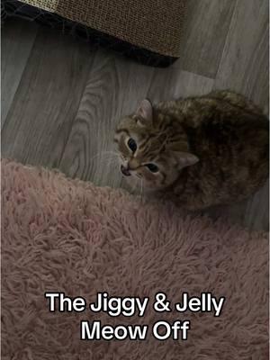 its obviously no competition Jiggy wins those cicada meows get me everytime, but Jelly’s really got the enuciation down. 😍🥰😻 #jiggysmalls #dwarfcat #jiggycat #jellycat #orangecatsoftiktok #fyp 