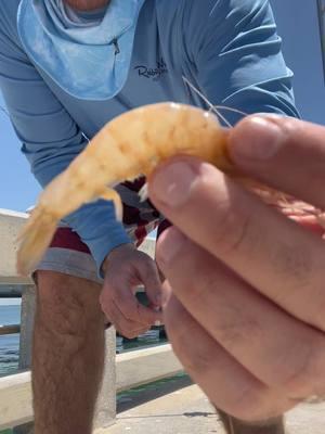 Catching Pinfish with Frozen shrimp at skyway fishing pier. Sabiki rigs are not allowed nov15-Mar15 at skyway this was in may. #pinfish #bait #fishin #batfish #skywayfishingpier 