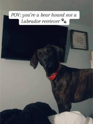 The f@&k you say? 😜😂 #bearhounds #plotthound #fypシ #labrador #dogsoftiktok #houndsoftiktok #fyp #dogmom 