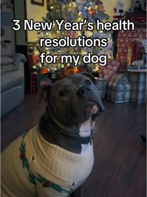 #petlabco #petlabcocreator #ad #dogsoftiktok #americanbully #newyearsresolution #nye