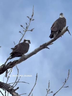 Until next year Osprey  Follow me on Instagram  click my profile links  #Osprey  #wildlife  #Outdoors 