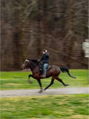 Clyde 🤩 #jandjstables #speedrackinghorse #standardbred 