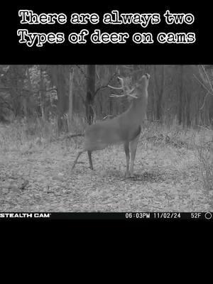 #greenscreenvideo #fyp #iykyk #huntin #hunting #huntingtiktok #huntersoftiktok #trailcam #iowa #bowhunter #deer #deerhunting #deerseason #deertiktok 