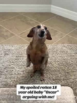 #floridalife #venicefl #veniceflorida #floridacheck #floridaliving #floridavibes #dachshund #dachshundsoftiktok #dachshundaddict #guarddog #deputydog #dachshundaddict #dachshundlife #dachshundlove #dog #dogs #dogsoftiktok #funnydog #funnydogs #weinerdog #seniordachshund #seniordogsoftiktok #seniordog #ilovemydogsomuch #ilovemydog #spoiled #spoileddog #spoiledrotten #lazydog #lazydogs #lazydogsoftiktok #adorablepet #adorablepets 